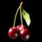Dark atmospheric image of three ripe red cherries on the connected stems on a dark background.