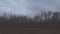 Dark autumn storm clouds fly over the bare trees of the autumn forest