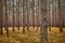 Dark autumnal forest scenery.