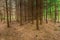 Dark autumnal larch forest