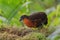 Dark-backed Wood-quail - Odontophorus melanonotus