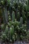 The dark background of the many cacti grown as ornamental plants in cafes is a cactus that can be easily propagated and cultivated