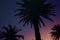 Dark Background with Sunset Sky and Palm Trees