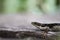 Dark Bar-sided Skink (Eulamprus martini) in the wild