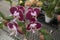 Dark bard orchids