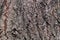 Dark bark linden tree texture background