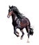 Dark bay andalusian stallion runs free isolated on white