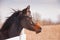 Dark bay Arabian horse looking over a white board fence