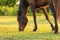 Dark bay Arabian horse nibbling on spring grass