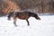 Dark bay Arabian horse shaking off snow