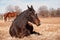 Dark bay horse asleep in dry winter grass