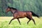 Dark bay horse galloping in forest freedom.