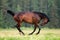 Dark bay horse galloping in forest freedom.