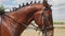 Dark Bay Horse With Jockey On Its Back - Rider Holding Horse Halter Closeup View