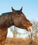 Dark bay horse sticking his tongue out