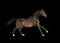 Dark bay thoroughbred horse isolated on black background runs fr