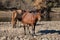 Dark bay wild horse next to Salt River near Mesa Arizona United States