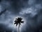 Dark beauty of coconut tree in kerala