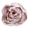 Dark beige watercolor elegant rose