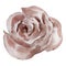 Dark beige watercolor elegant rose