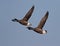 Dark bellied Brent Geese