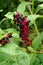 Dark berries of pokeweed