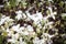 Dark berries in shrub covered with snow and ice