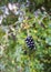 Dark berries on a twig