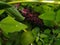 Dark berries under green leaves