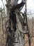 Dark black damaged tree bark. Autumn forest.