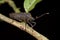 A dark/blackish plant bug/mirid bug