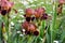 Dark blooming Irises xiphium Bulbous iris, sibirica on green leaves ang grass background in the garden in spring