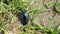 dark blue beetle with a shiny shell on the ground with grass in the spring