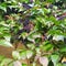 Dark blue berries and bright green leaves