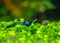 Dark blue cherry dwarf shrimp stay on leafs of aquatic plants with green background