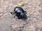 Dark Blue Dung Beetle on the Street