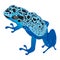 Dark blue frog