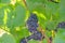 Dark blue grapes amid vivid green leaves growing at a vinyard during wine season