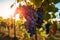 Dark Blue grapes in plantation. Ripe wine in vineyard, closeup