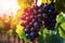 Dark Blue grapes in plantation. Ripe wine in vineyard, closeup