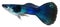 Dark blue guppy fish. Poecilia reticulata