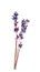 Dark blue Lavandula flower (common name lavender)