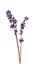 Dark blue Lavandula flower (common name lavender)