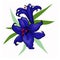 Dark blue lily