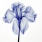 Dark Blue Lines: Majestic 3d Iris X-ray Illustration