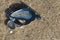 A dark blue mussel lies on the fine, wet sea sand.