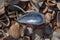 A dark blue mussel shell lies on top of  other mussels.