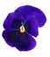 Dark blue pansy blossom isolated on white