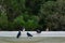 Dark blue pigeons with an iridescent hue sit on the roofs of houses and buildings. They watch what is happening from a height