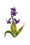 Dark blue or purple hyacinth blooming plant with flowers and lea